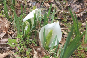 高萩市の山間部に咲くミズバショウ 高萩市の山間部に咲くミズバショウ